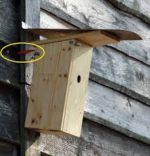 Beim aufhängen von nistkästen sollte das berücksichtigt werden. Piepshow Wir Beobachten Eine Spatzenfamilie