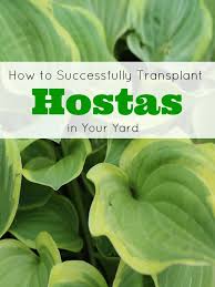 More images for how to divide hostas » How To Successfully Divide Transplant Hostas In Your Yard