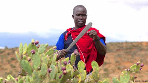 You can even eat some cacti, like indian figs and prickly pears. In Kenya Herders Turn An Invasive Cactus Into Biofuel Global Ideas Dw 12 03 2020