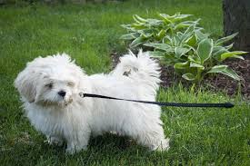150 White Dog Names Perfect Names For White Dogs Pet Keen
