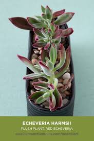 We did not find results for: Echeveria Harmsii Plush Plant Succulents And Sunshine Succulents Echeveria Plants