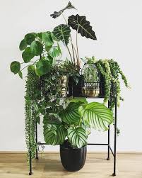 Nomi, foto e coltivazione delle piante da appartamento, schede per ogni tipologia di pianta e consigli utili anche per le verdi e con fiori. Le Migliori Piante Da Appartamento Questioni Di Arredamento