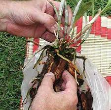 Alle zwei bis drei jahre sollten sie ihre orchideen umtopfen. Orchideen Richtig Umtopfen Pflanzenfreunde Com