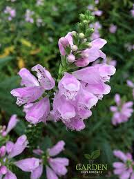 In most areas of texas, it is possible to have a fall vegetable garden also, but it will need to be managed somewhat differently than a spring garden. Obedient Plant Physostegia Virginiana