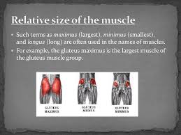 This is because the wrist joint is mainly skin and bones without much. Naming Skeletal Muscles Ppt Download