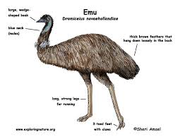 Pin By Leslie King On Second Animal Reference Emu Birds Pets