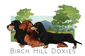 Created by god and bred with love! Birch Hill Doxies Welcome To Birch Hill