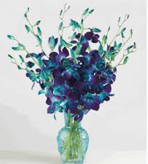 Image result for eustoma flamenco