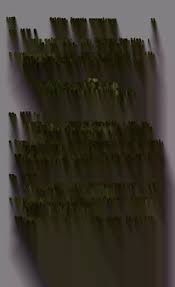 Image result for Lippia somalensis