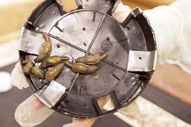 Wailuku man with rat lungworm disease sues grower Hana Fresh