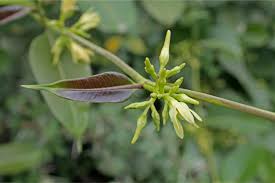 Image result for Cryptolepis apiculata