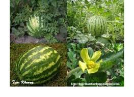 Image result for Coccinia subsessiliflora