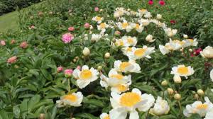 I finally had time play with this file. Claire Du Lune R2 Flowers Bv Peonies Youtube