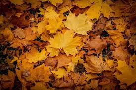 Autumn Floor Autumn Painting Photo
