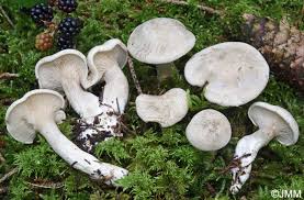 Image result for Clitopilus prunulus