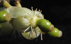 Image result for Garcinia livingstonei