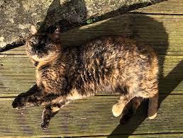chat ecaille de tortue support tache conseils couleur slicks crayons sur verre coloriage pointe