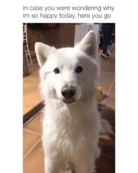Ne Peut Pas Arreter De Regarder Ce Chien Mignon Funny Animal Pictures Cats And Dogs Pets Are Mood Chan Komik Hayvan Evcil Hayvanlar Komik Hayvan Videolari