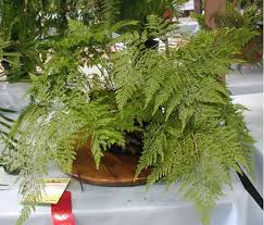 In the pteridophyte phylogeny group classification of 2016 (ppg i), it is the only genus in the family davalliaceae, which is placed in the suborder polypodiineae, order polypodiales. Davalia Canariensis Pisos Al Dia Pisos Com