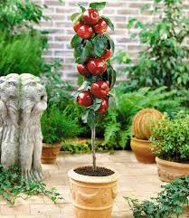 Ebay kleinanzeigen apfelbaum zu verkaufen. Befruchtersorte Apfel Gala Top Qualitat Online Kaufen Baldur Garten