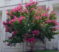 The best flowering trees in the spring in north carolina. Best Small Trees For The Lowcountry Columnists Postandcourier Com