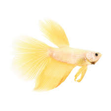 Don't miss out on this opportunity to buy show quality bettas at an amazing price. Male Rose Gold Bettas For Sale Order Online Petco Betta Fish Betta Siamese Fighting Fish