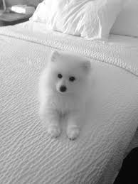 Miniature Black American Eskimo Dog Palmer Miniature American Eskimo Pup American Eskimo Puppy Miniature American Eskimo Miniature Dogs