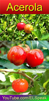 The Acerola Azerola Cherry Nut Cherry Of Barbados Or Cherry Of Antilles Emarginata Malpighia Is A Shrub Of Fruit List Fruits Name In English Fruit Names