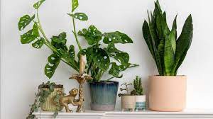 We did not find results for: 9 Best Indoor Plants To Brighten Your Home From Cheeseplants To Cacti