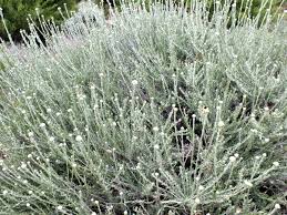 Image result for Helichrysum keilii
