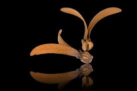 Image result for Dipterocarpaceae