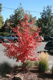 Image result for bigtooth maple