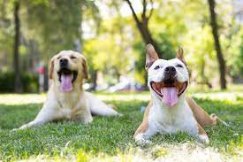 Does My Dog Need A Friend Oakland Veterinary Referral Services