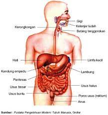 Sistem tubuh manusia • sistem yang ada di tubuh manusia • sistem pada tubuh manusia • satu sistem dalam badan manusia • organ yang proses gula. Sistem Organ Tubuh Manusia Dan Fungsinya Update News Star Tubuh Manusia Sistem Tubuh Manusia Manusia