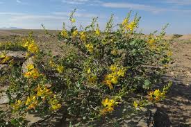 Image result for Adenolobus pechuelii