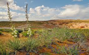 Enjoy and share your favorite beautiful hd wallpapers and background images. Flower Desert Hd Wallpapers Free Download Wallpaperbetter