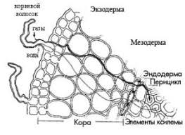 Epidermis membantu kulit untuk mengatur suhu tubuh. Struktur Skema Sistem Akar Struktur Akar Tumbuhan Bahan Kuliah