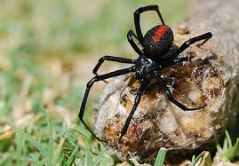 The symptoms and gravity of black widow spider bites depends on where the bite occurs, the quantity of a black widow bite usually feels like a pinprick, though some individuals feel nothing at all. Black Widow Spider Bite The Garden Of Eaden