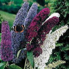 Butterfly Bush Seed Mix Butterfly Bush Flower Seeds Flowering Bushes