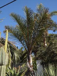 Image result for Raphia rostrata