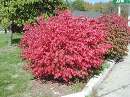 This way you can avoid the mess, as you will be finishing pruning before any new growth starts. Now Is Time For Light Pruning Only For Most Bushes Home Garden Stltoday Com