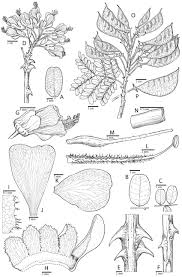 Image result for Caesalpinia cassioides