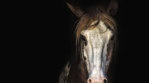 Image result for Glanders