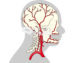 Auricularis posterior) begins upon the side of the head, in a plexus which communicates with the tributaries of the occipital, and. Head And Neck Arteries Mind The Graph