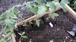 Probabil a fost tratat cu radiații. In GrÄƒdinÄƒ Cu Vasi È™i Gioni Plantare RoÈ™ii Intr Un Strat In Care Am Pus Var Youtube