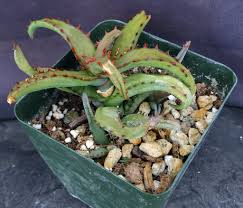 Image result for Aloe wildii