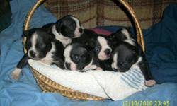 Lawrence is a black & white boston terrier. Boston Terrier Puppies Price 300 00 For Sale In Lubbock Texas Your City Ads