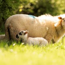 Lamb, Hogget or Mutton, what's the difference? | Edenmoor