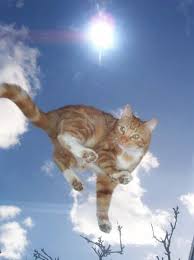 Ninja Cat Cat On The Glass Roof Of My Mum S Kitchen In North London Cats Ninja Cats Glass Roof