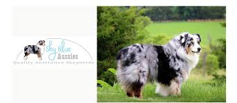 A famous australian shepherd was hyper hank. Australian Shepherd Puppies For Sale Nebraska Australian Shepherds